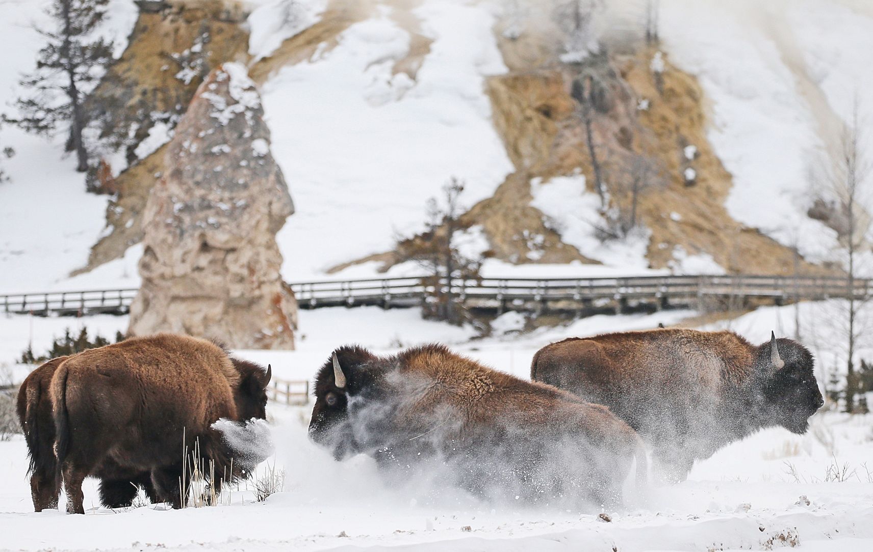 Bison Bound over a snow ridge